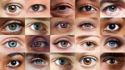 How Do Our Eyes Work?