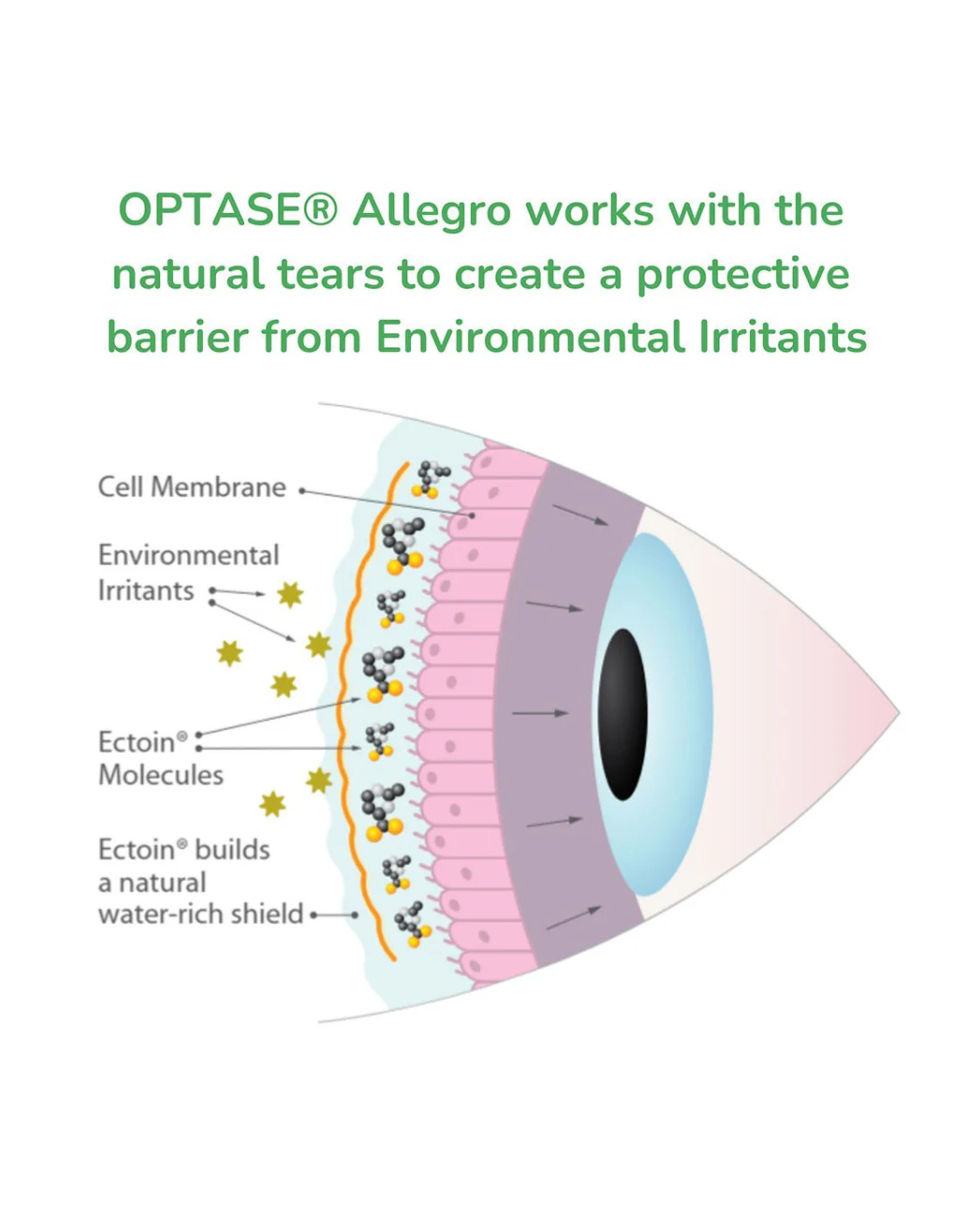 OPTASE® Allegro Eye Drops for allergy related dry eye symptoms (10mL)